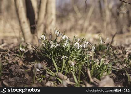 Snowdrops in a forest in march with white flowers on the forest floor