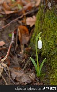 Snowdrops in a forest in spring time