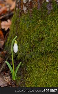 Snowdrops in a forest in spring time