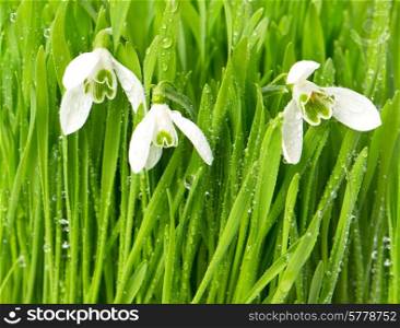 snowdrops in green grass with water drops. spring flowers. springtime