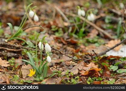 Snowdrops in spring forest