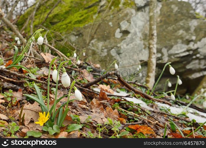 Snowdrops in spring forest