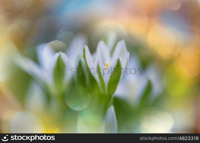 Snowdrops in spring season