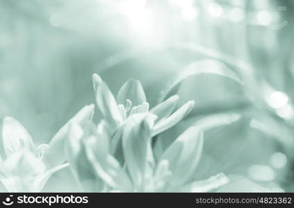 Snowdrops in spring season