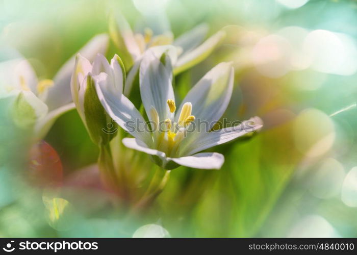 Snowdrops in spring season