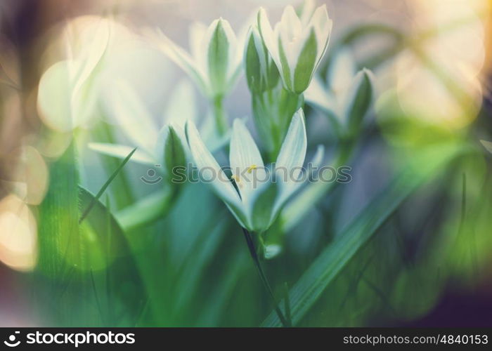 Snowdrops in spring season