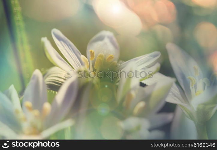 Snowdrops in spring season