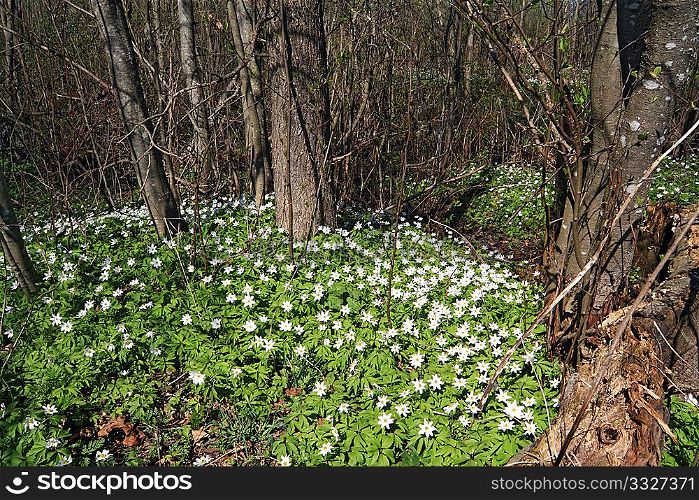 snowdrops in spring wood