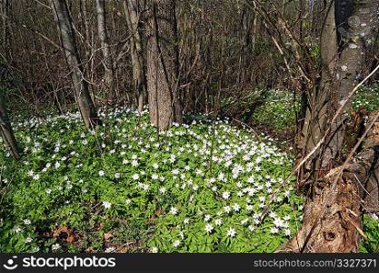 snowdrops in spring wood