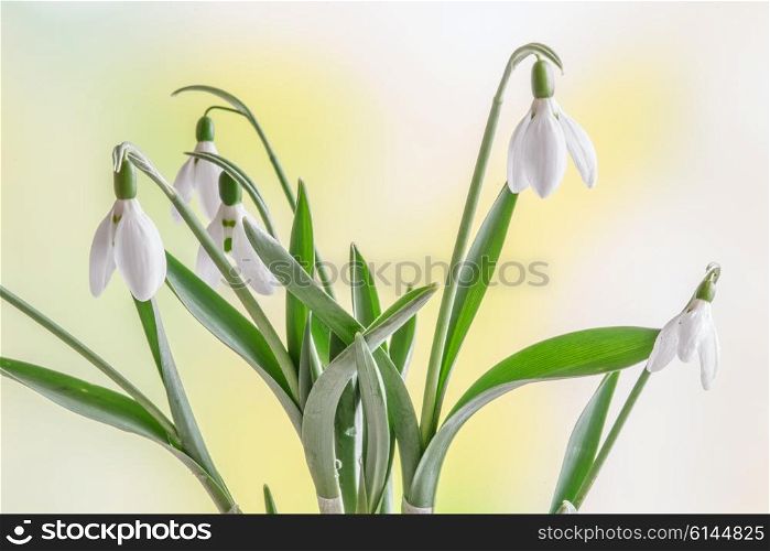Snowdrops in the spring on a fresh green background