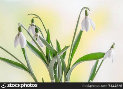 Snowdrops in the spring on a fresh green background