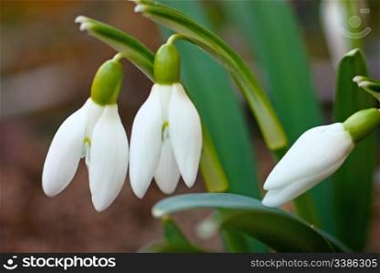 Snowdrops, little spring flowers with soft background