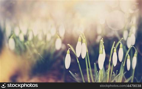 Snowdrops plant blossom over park or garden nature background, matte toned, banner