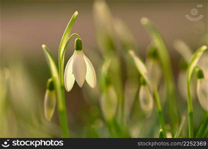 Snowdrops - spring flowers. Beautifully blooming in the grass at sunset. Delicate Snowdrop flower is one of the spring symbols. (Amaryllidaceae - Galanthus nivalis)
