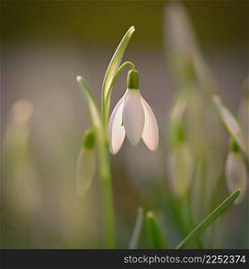 Snowdrops - spring flowers. Beautifully blooming in the grass at sunset. Delicate Snowdrop flower is one of the spring symbols. (Amaryllidaceae - Galanthus nivalis)