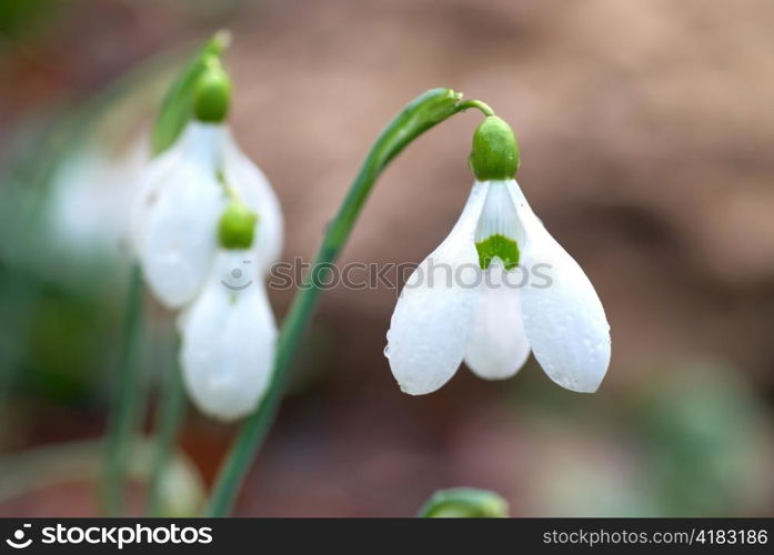 Snowdrops- spring white flowers with soft background