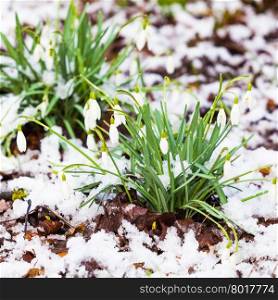 snowdrops under the snow. flowers blooming in winter