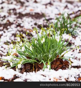 snowdrops under the snow. flowers blooming in winter