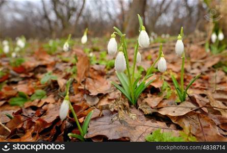 Snowdrops with dew drops in forest