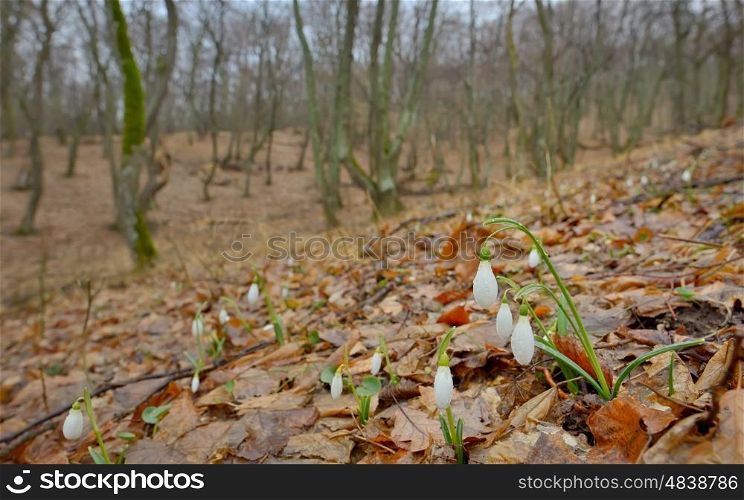 Snowdrops with dew drops in forest