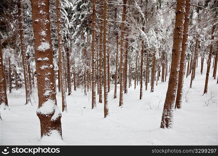 Snowed Pine forest in winter season, horizontal, nobody