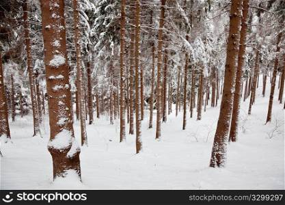 Snowed Pine forest in winter season, horizontal, nobody