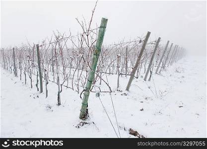 Snowed vineyards in the fog, winter season, Italy, europe.