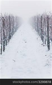 Snowed vineyards in the fog, winter season, Italy, europe.