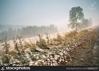 Snowfall in mountains. Snow on a green tree. Carpathian mountains