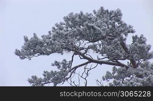 Snowflakes fly on the background of trees