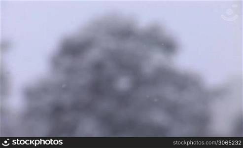 Snowflakes fly on the background of trees