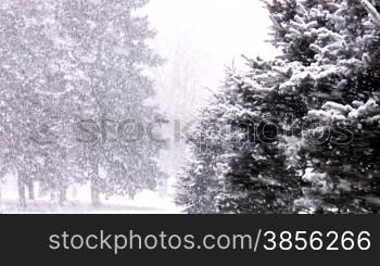 snowing in forest