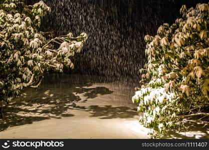 Snowing in forest at night with green trees covered. Snowing in forest at night with green trees