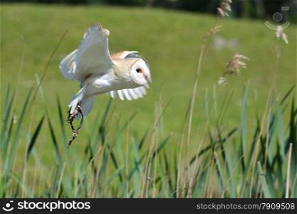 snowowl flying with grassy background