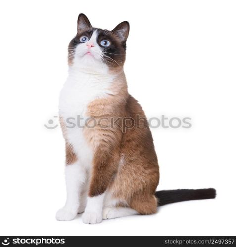 Snowshoe cat excited looking up isolated on white