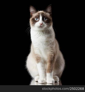 Snowshoe cat, isolated on black background with reflection