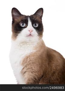 Snowshoe cat portrait isolated on white
