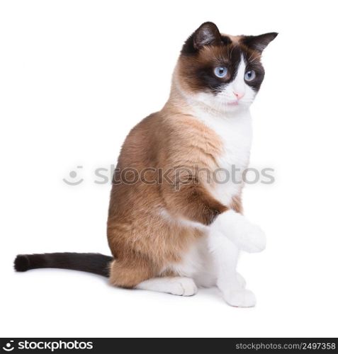 Snowshoe cat sitting and looking upwards with one paw raised isolated on white background