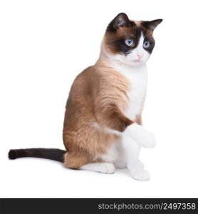 Snowshoe cat sitting and looking upwards with one paw raised isolated on white background