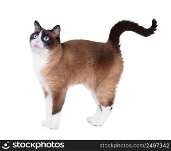 Snowshoe cat standing excited showing cute little piece of tongue out from the mouth, isolated on white background
