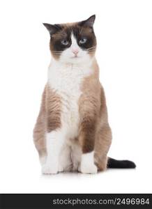 Snowshoe cat with grumpy unapproving face looking to the camera isolated on white background