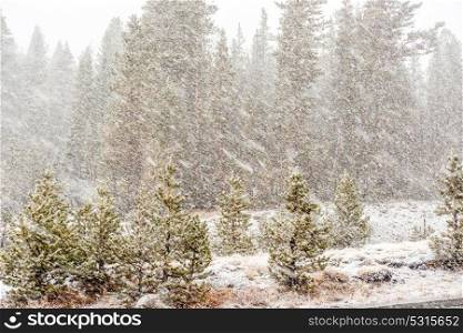 Snowstorm beginning in Yosemite National Park, Tioga Pass. California, USA.