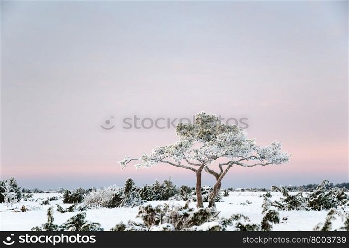 Snowy and frosty pine tree in a winter landscape among frosty junipers