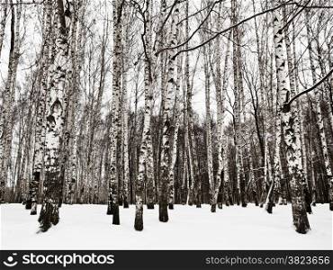 snowy birch woods in cold winter day