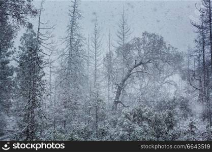 Snowy blizzard in the forest