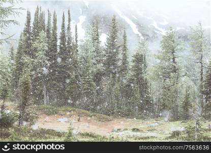 Snowy blizzard in the forest. Winter background.