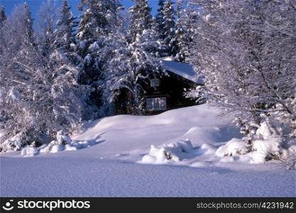 snowy cabin in forest