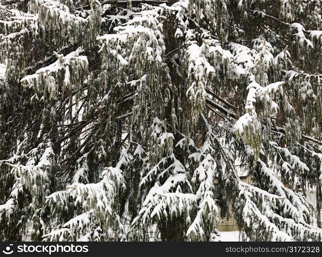 Snowy close up scene of evergreen tree.