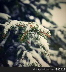 Snowy coniferous Christmas tree. Concept for winter and Christmas time.
