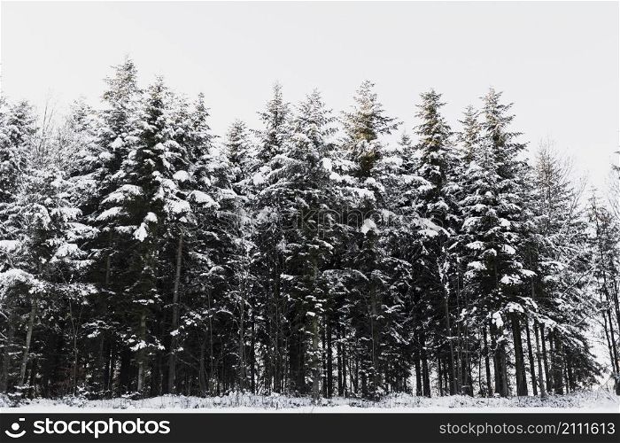 snowy coniferous trees forest